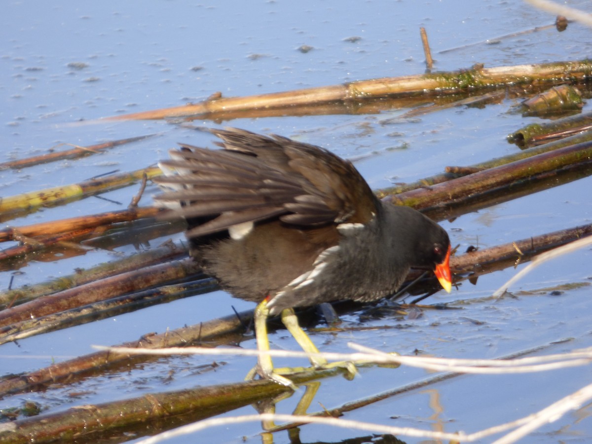 Eurasian Moorhen - ML619590346