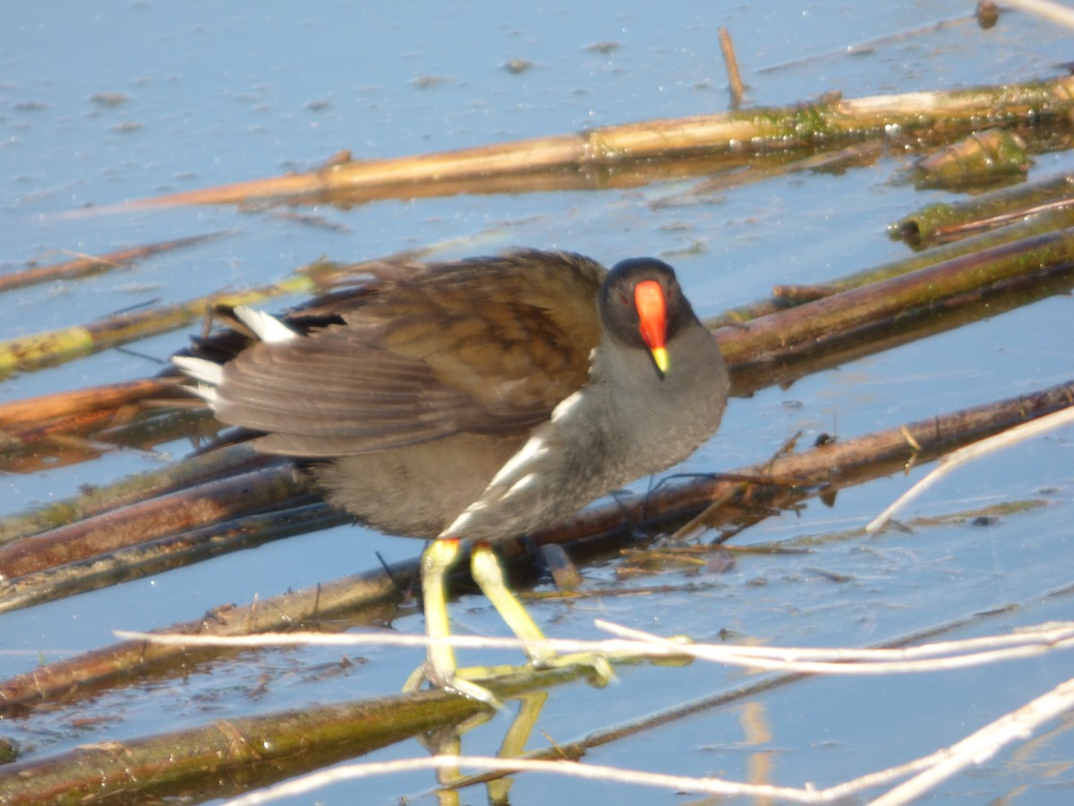 Eurasian Moorhen - ML619590347