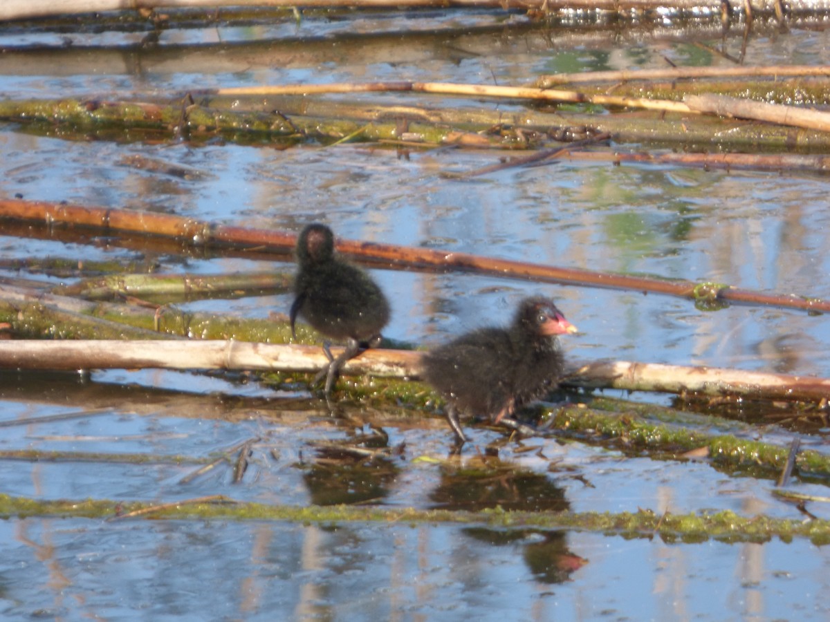 Eurasian Moorhen - ML619590348