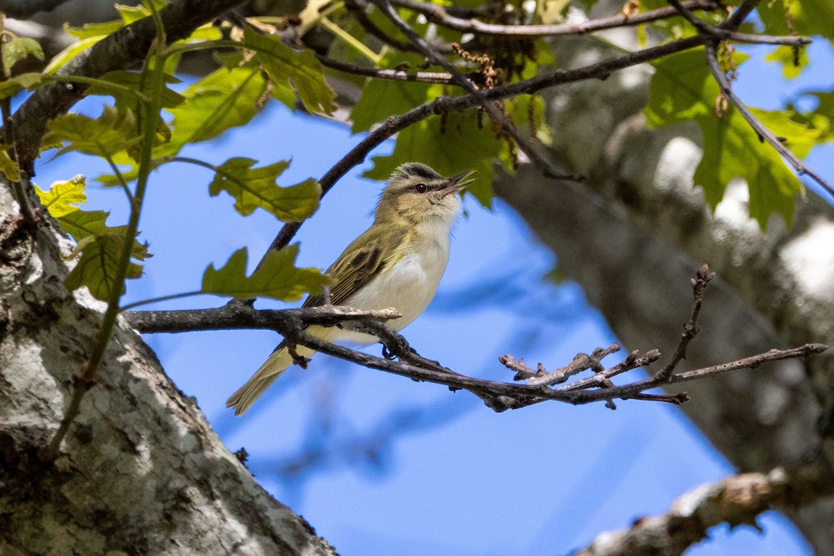 Red-eyed Vireo - ML619590354