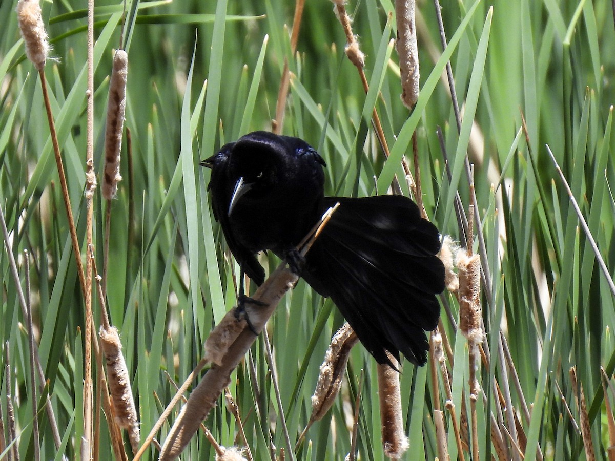 Great-tailed Grackle - Gigi Zarzuela