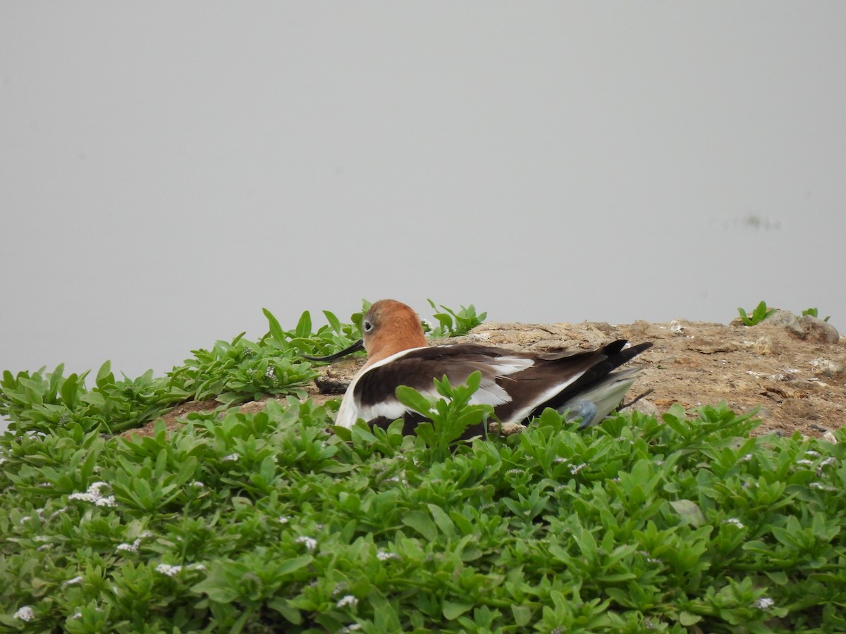 American Avocet - Kiandra Mitchell