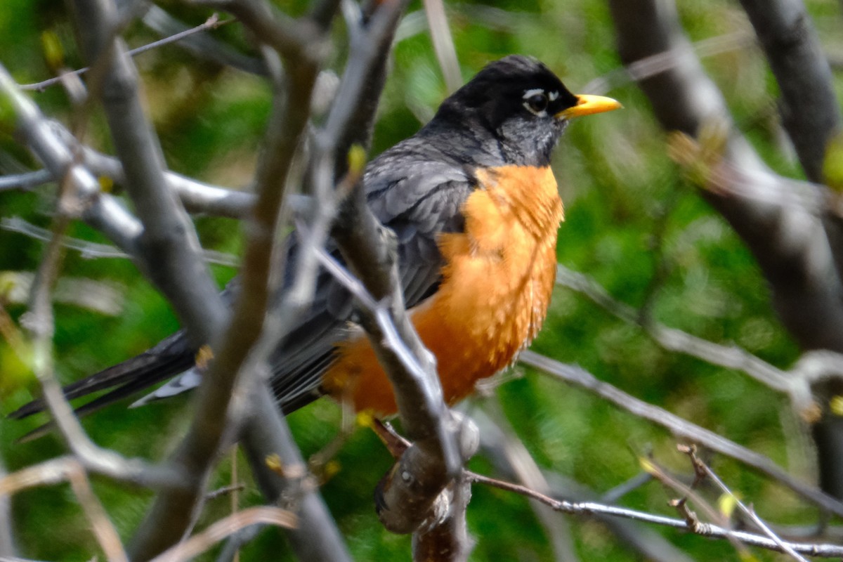 American Robin - Gervais Henley