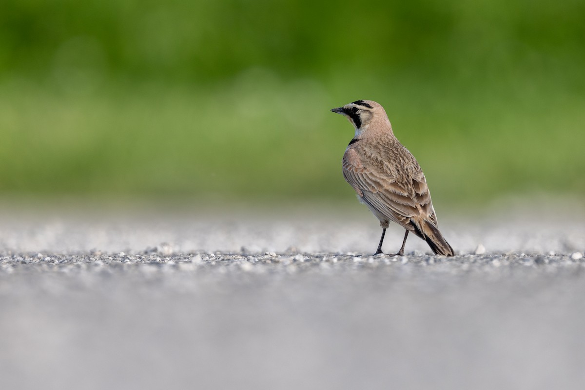 Horned Lark - Jacob Durrent