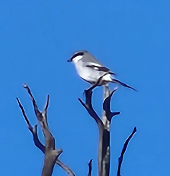 Loggerhead Shrike - Nancy Cox