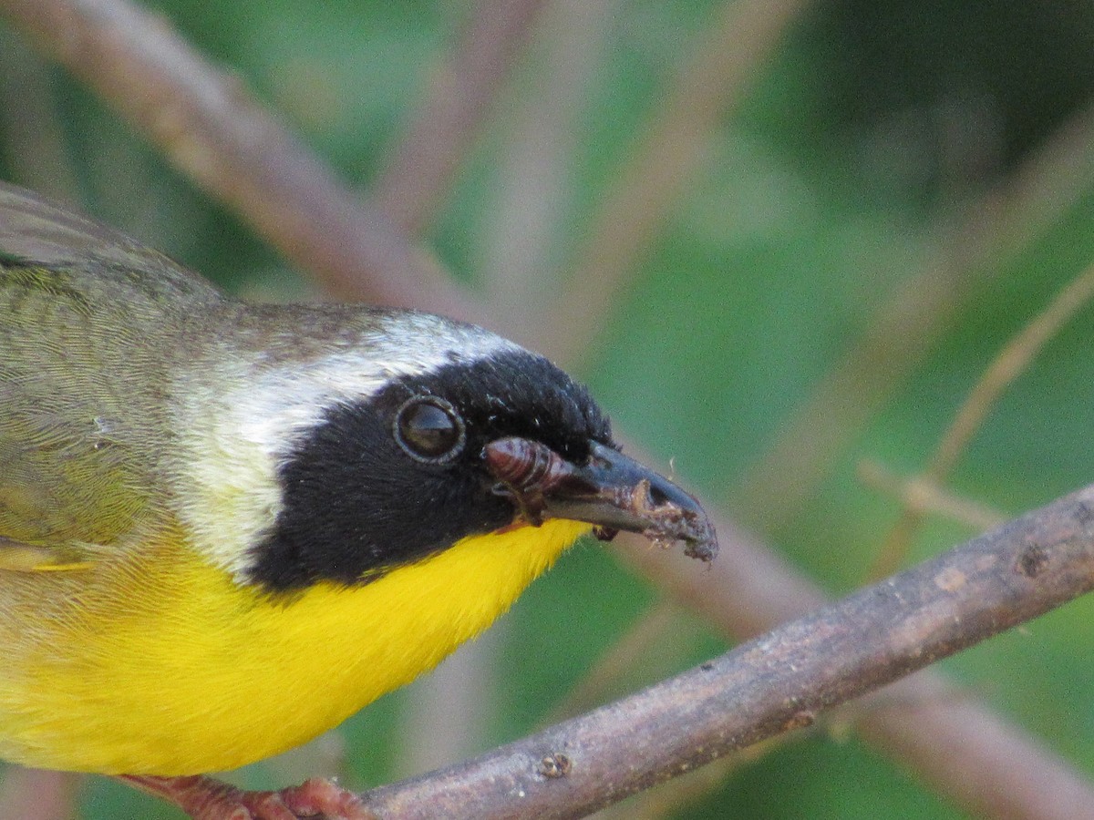 Common Yellowthroat - Timothy Blanchard