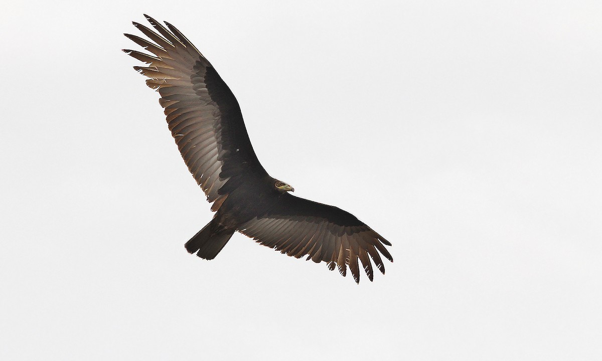 Lesser Yellow-headed Vulture - Adrián Braidotti