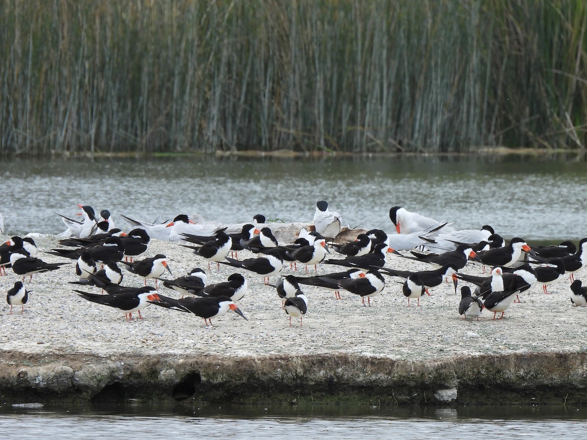 Black Skimmer - Kiandra Mitchell