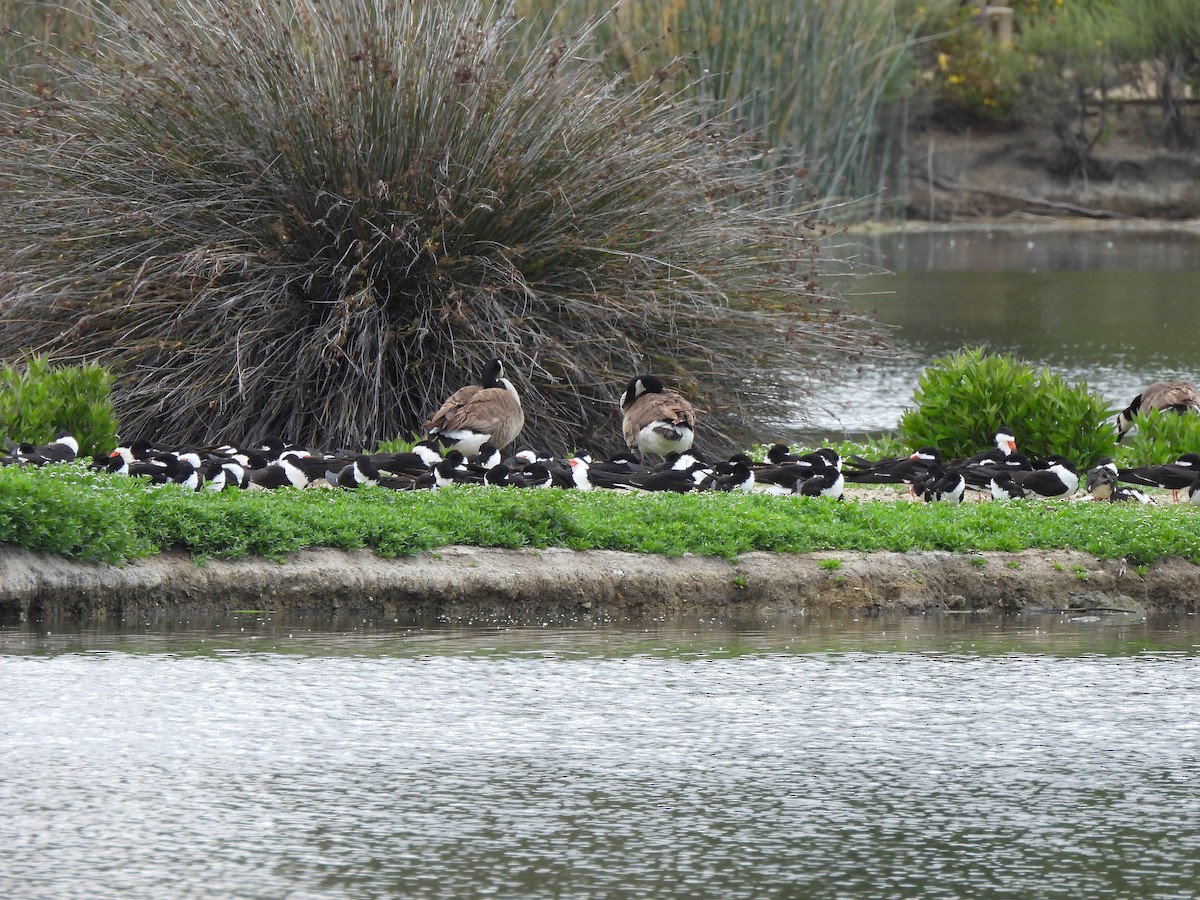 Black Skimmer - ML619590378