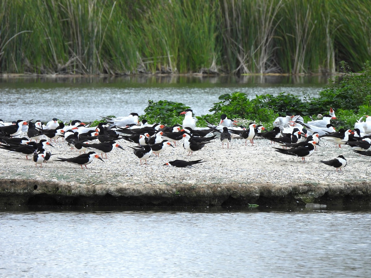 Black Skimmer - ML619590380