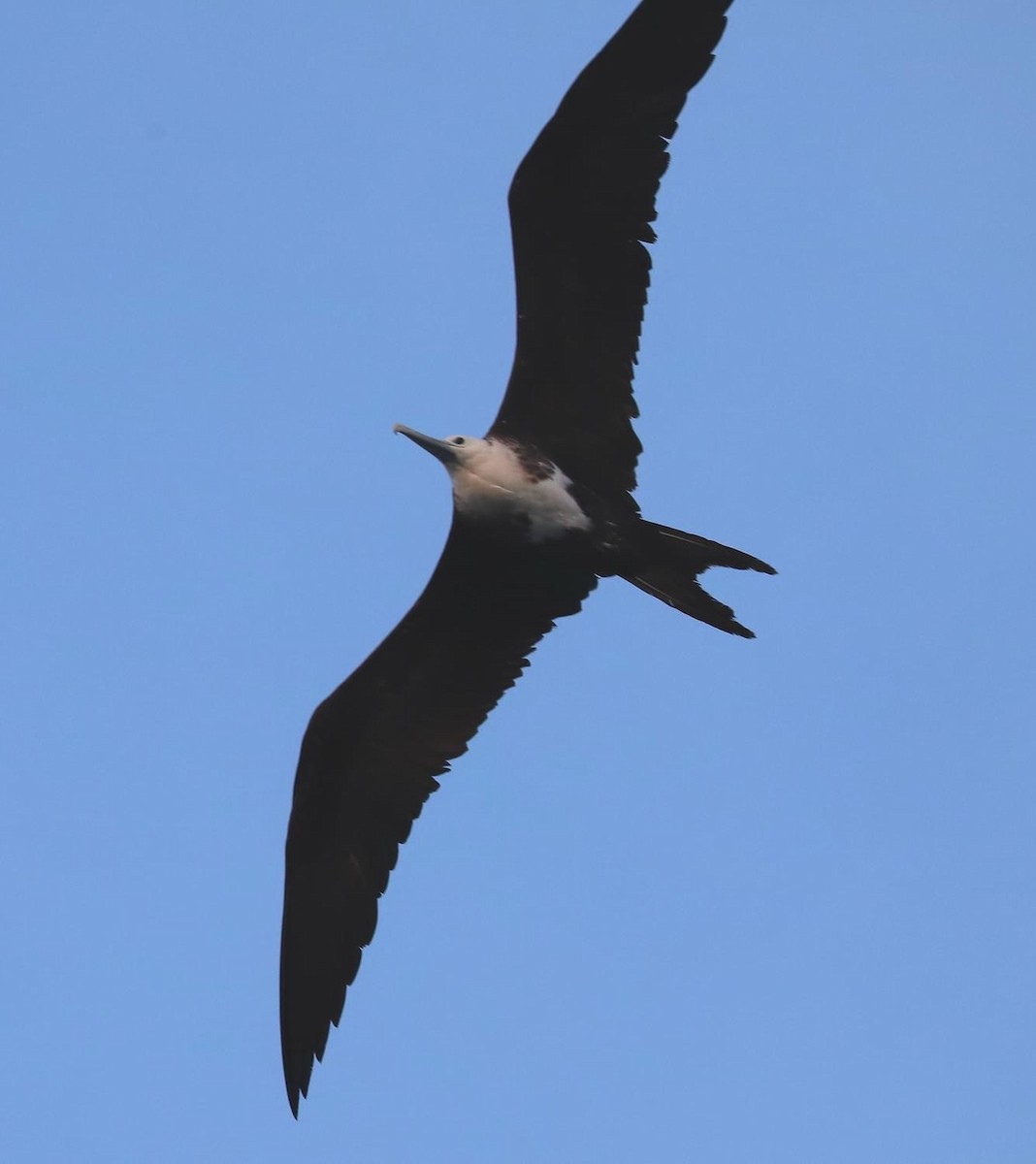 Magnificent Frigatebird - ML619590382