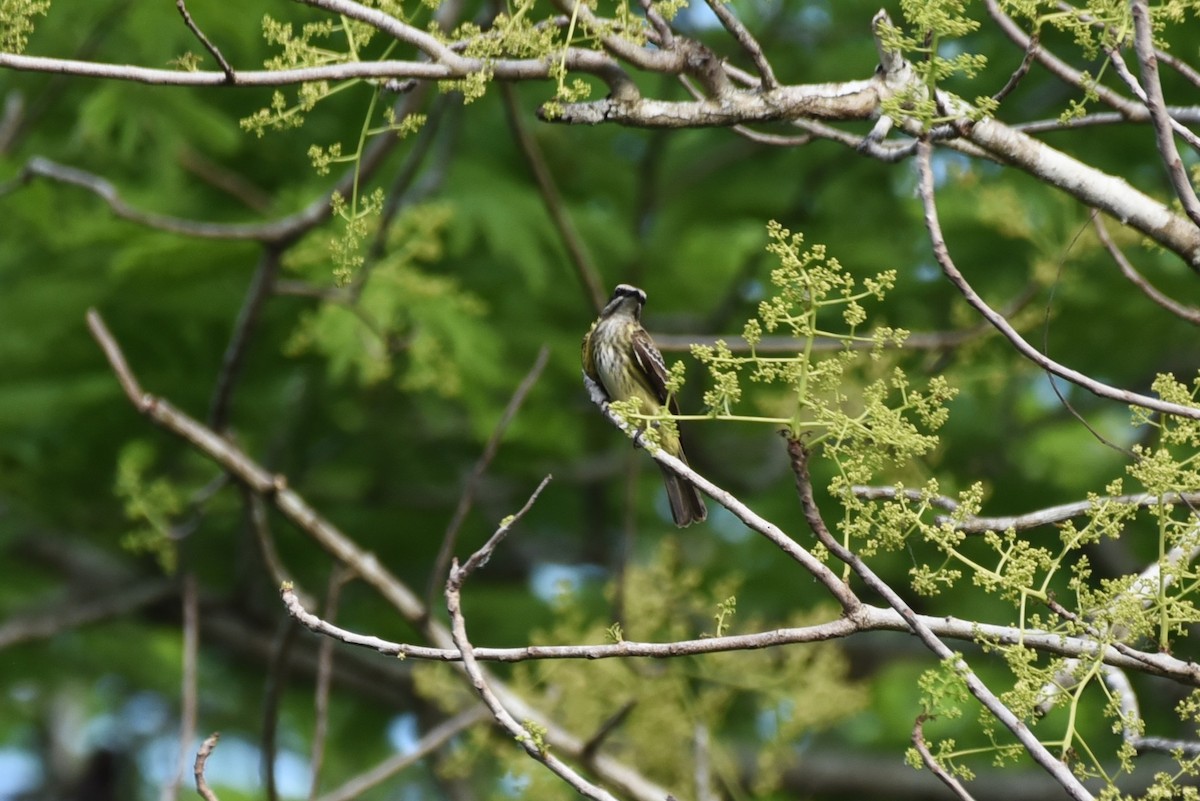 Piratic Flycatcher - Bruce Mast