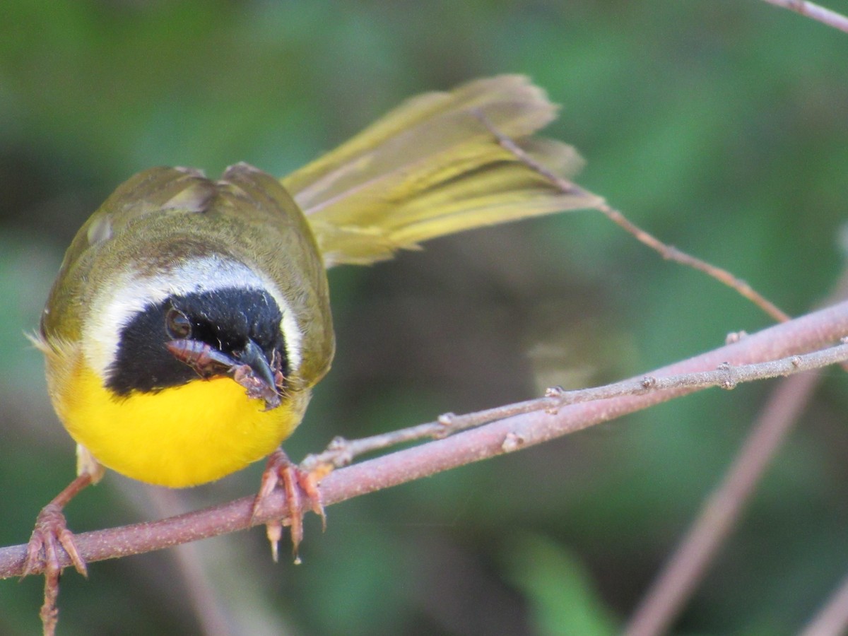 Common Yellowthroat - Timothy Blanchard