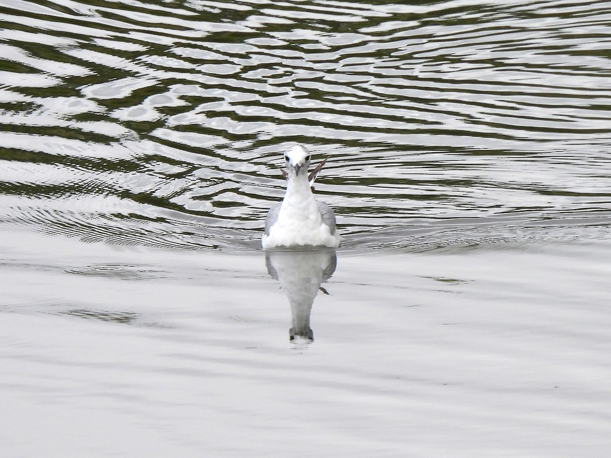 Bonaparte's Gull - Kiandra Mitchell