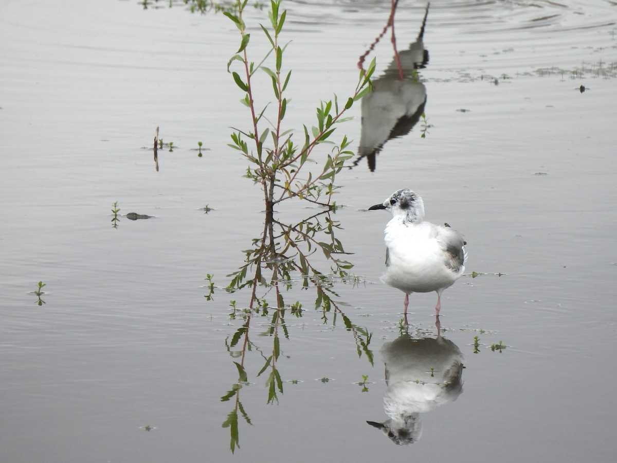 Bonaparte's Gull - Kiandra Mitchell