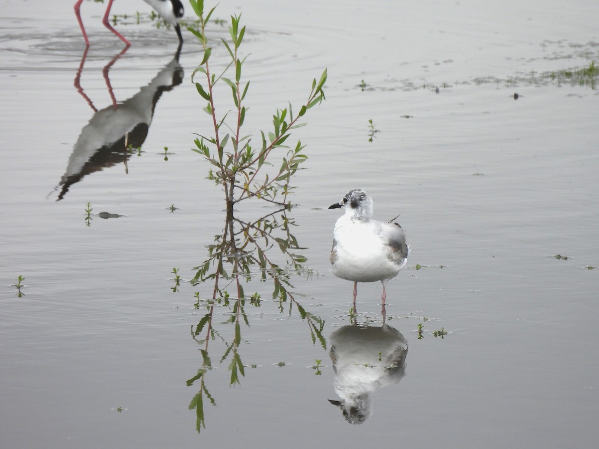 Bonaparte's Gull - Kiandra Mitchell