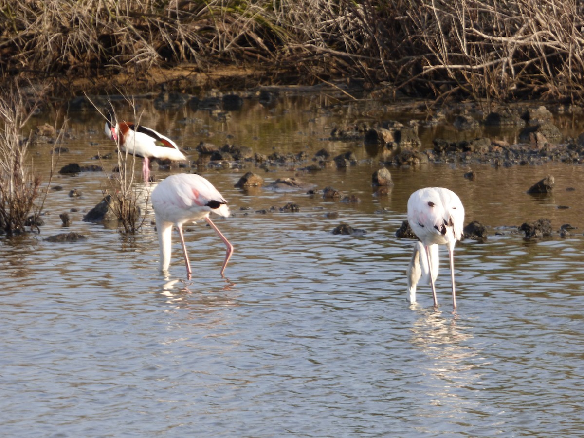 Greater Flamingo - Panagiotis Michalakos