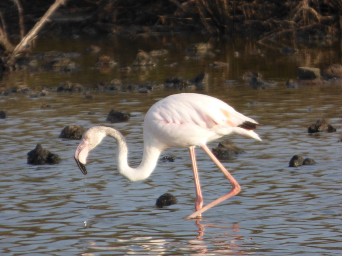 Greater Flamingo - Panagiotis Michalakos