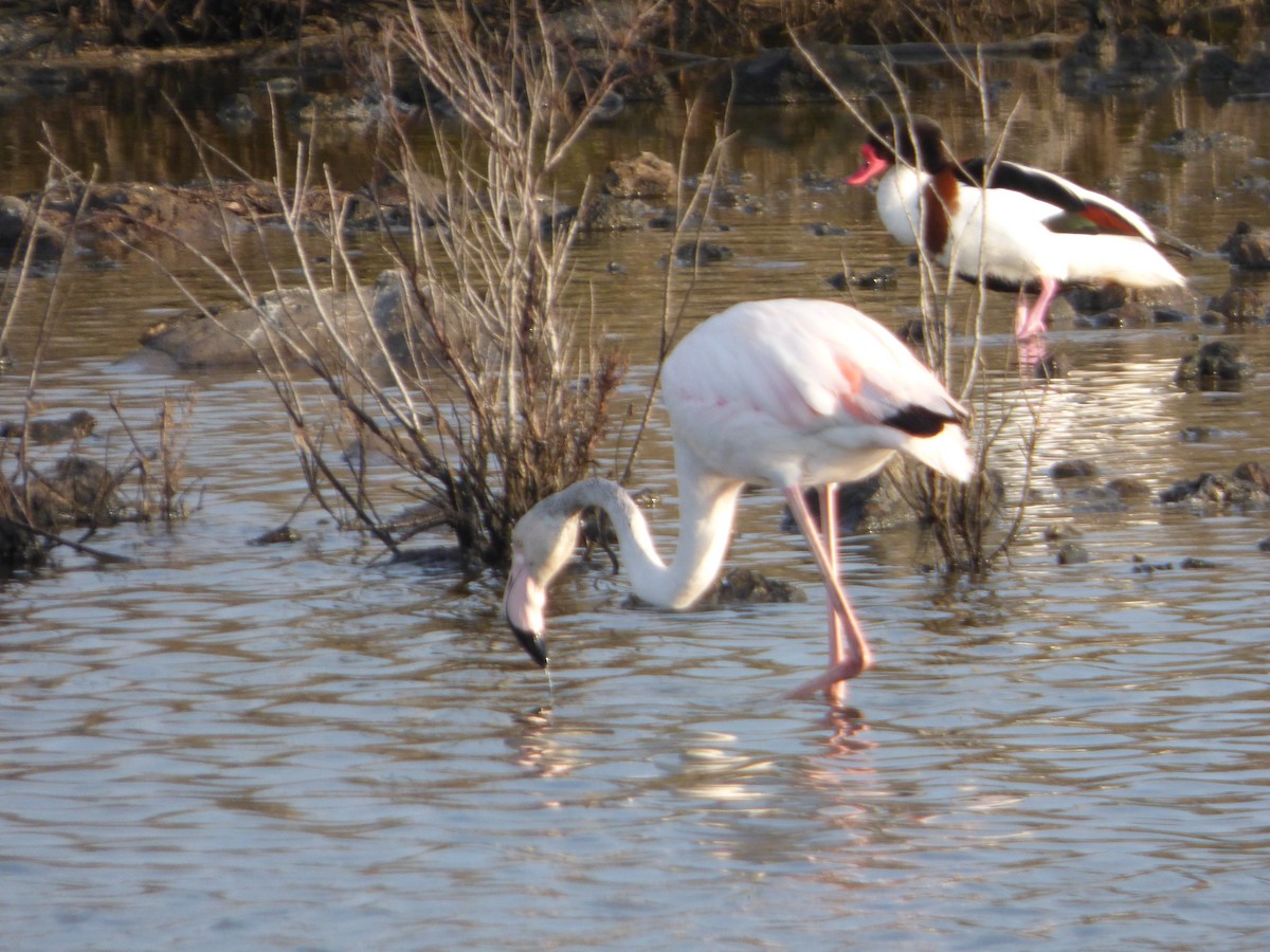 Greater Flamingo - Panagiotis Michalakos