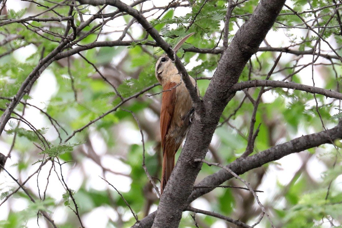 Narrow-billed Woodcreeper - Stephen Gast