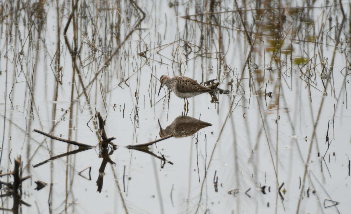 Stilt Sandpiper - ML619590413