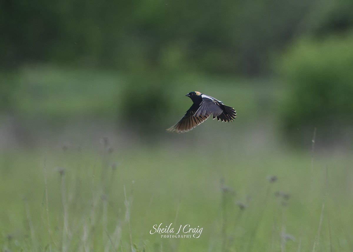 bobolink americký - ML619590419