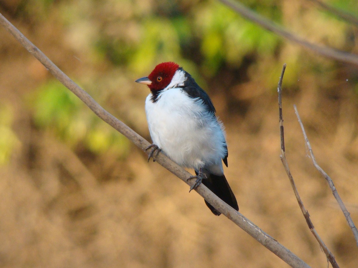 Red-capped Cardinal - Carlos Crocce