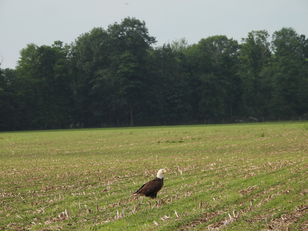 Bald Eagle - Bob Lane