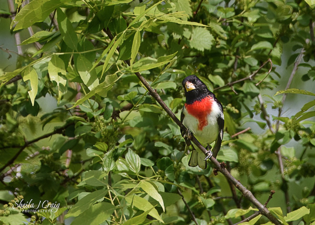 Rose-breasted Grosbeak - ML619590437