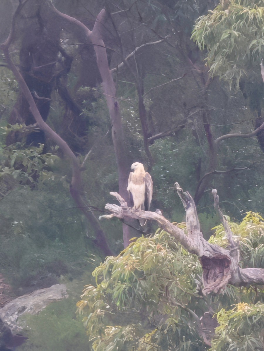 White-bellied Sea-Eagle - ML619590457