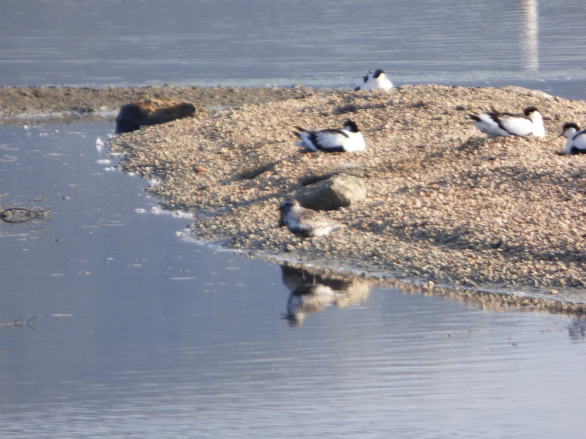 Black-bellied Plover - ML619590465