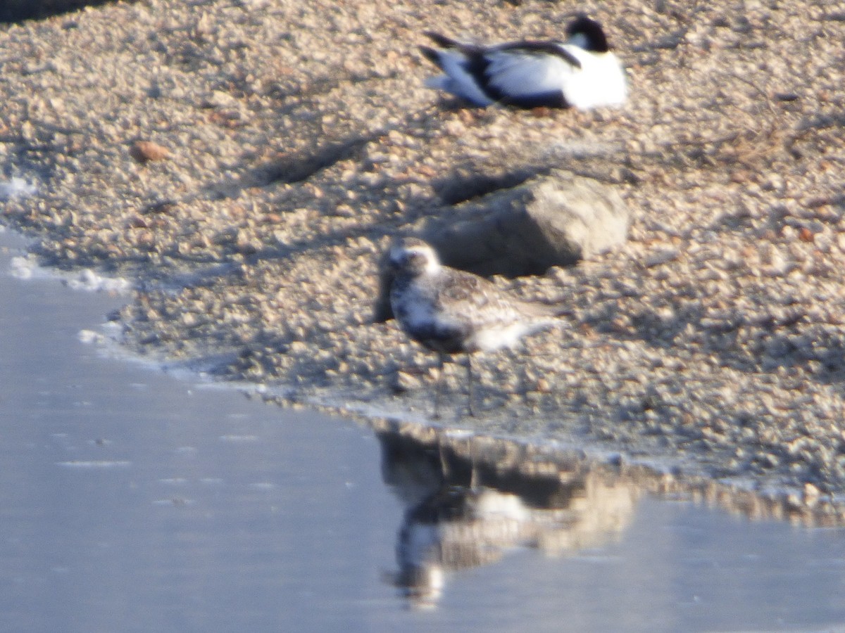 Black-bellied Plover - ML619590466