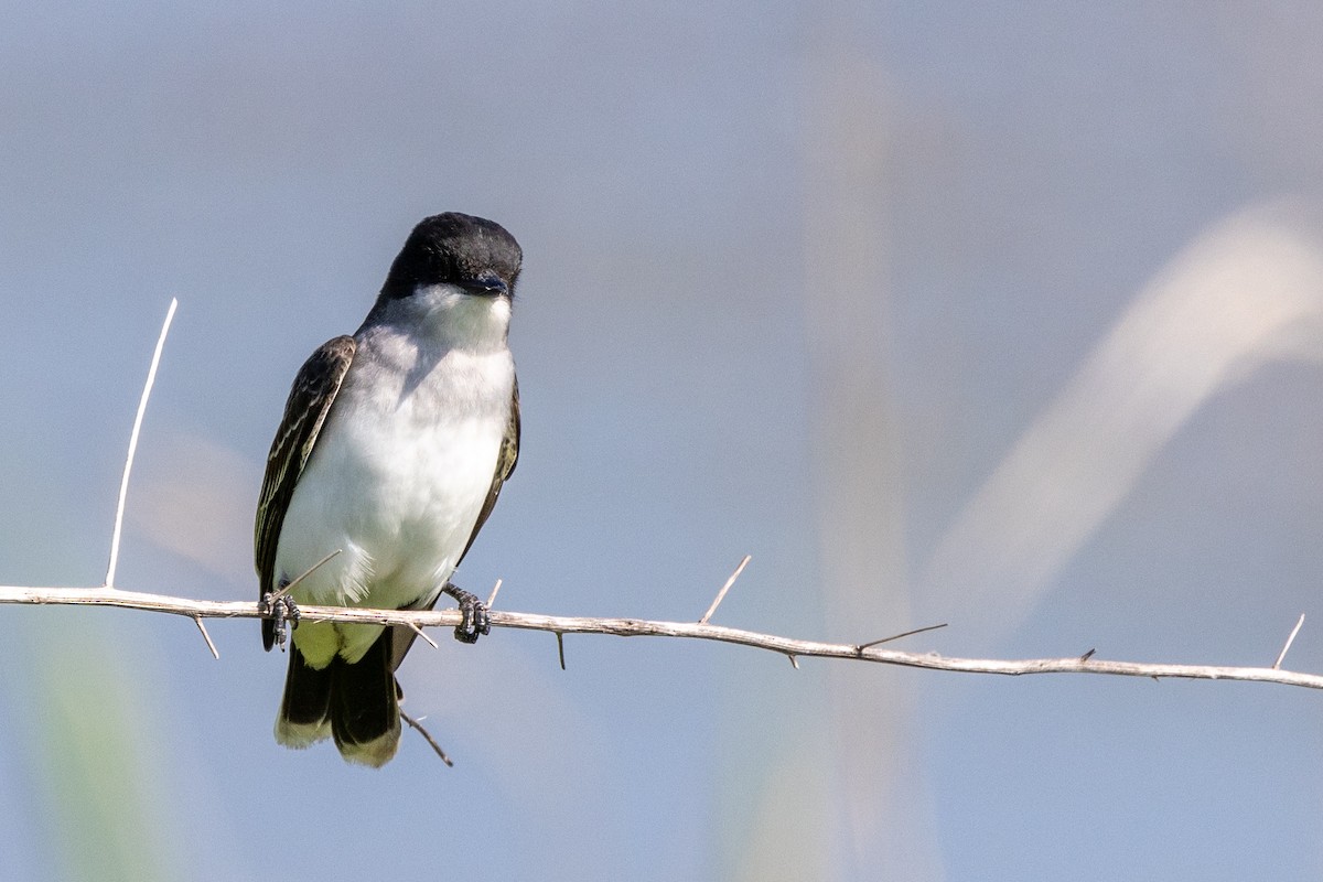 Eastern Kingbird - Jacob Durrent