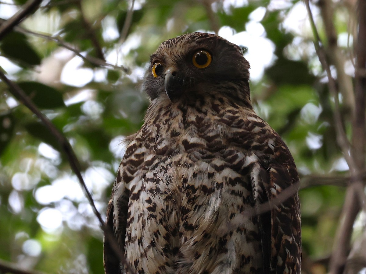 Powerful Owl - Heather Williams