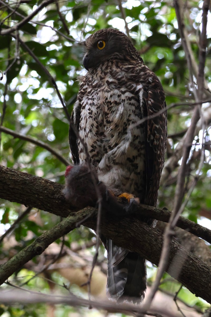 Powerful Owl - Heather Williams