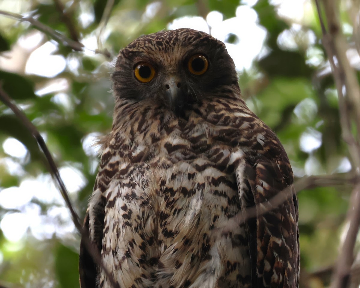 Powerful Owl - Heather Williams