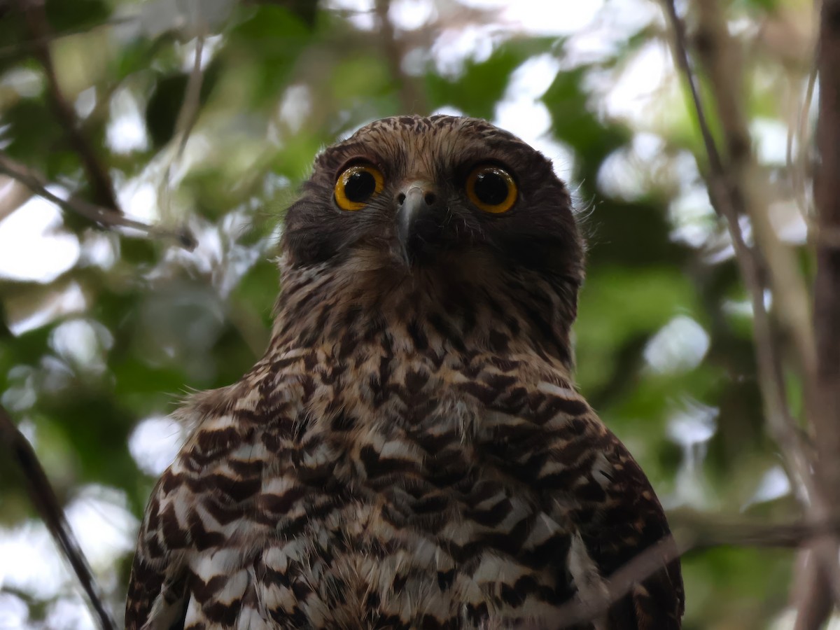 Powerful Owl - Heather Williams