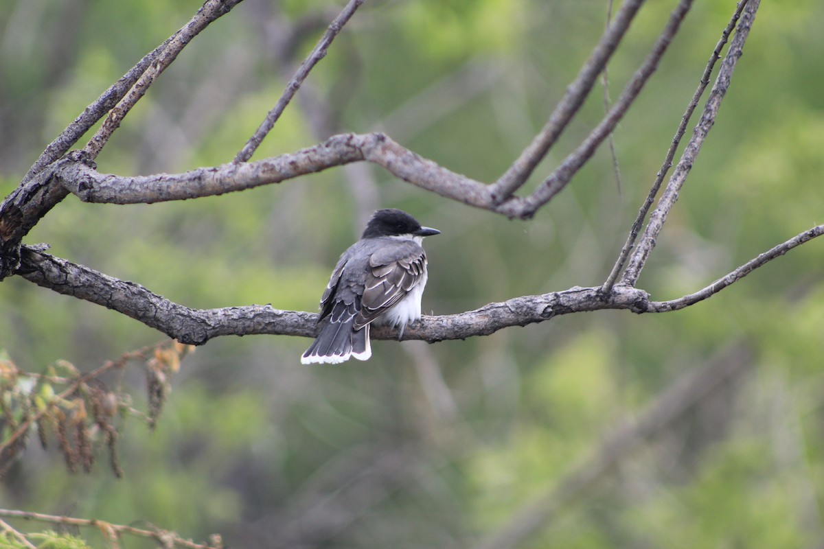 Eastern Kingbird - Rachael Falgout