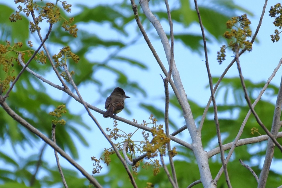 Dusky-capped Flycatcher - Bruce Mast