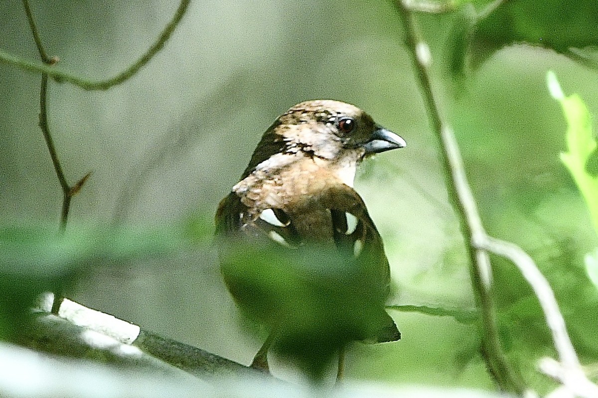 Eastern Towhee - Beth Basile