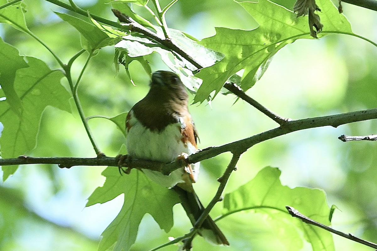 Eastern Towhee - Beth Basile