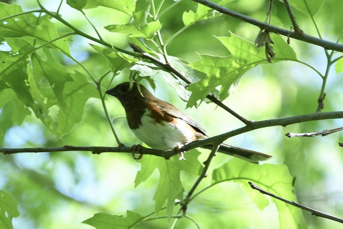 Eastern Towhee - Beth Basile