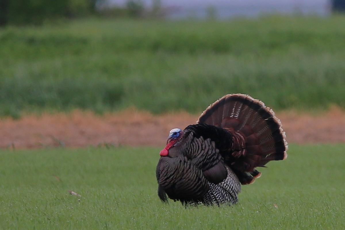 Wild Turkey - Yves Dugré