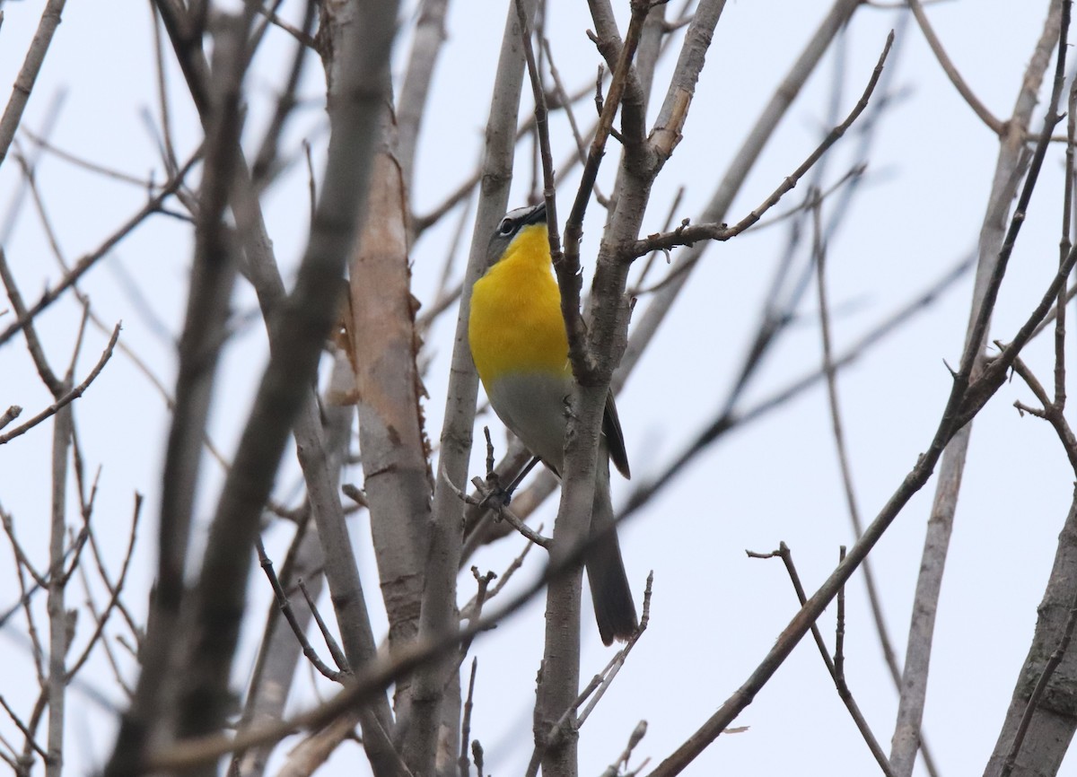 Yellow-breasted Chat - Ruth King