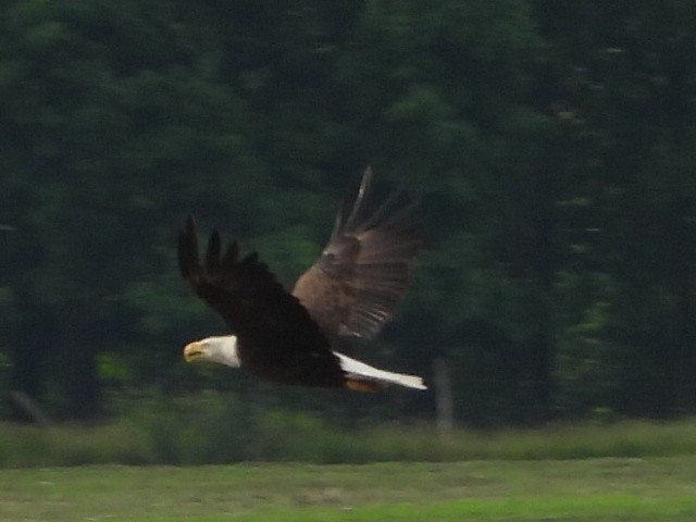 Bald Eagle - Bob Lane