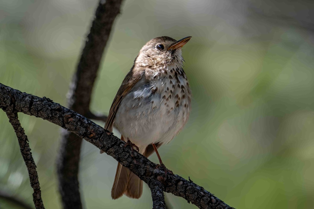 Hermit Thrush - Greg Shott