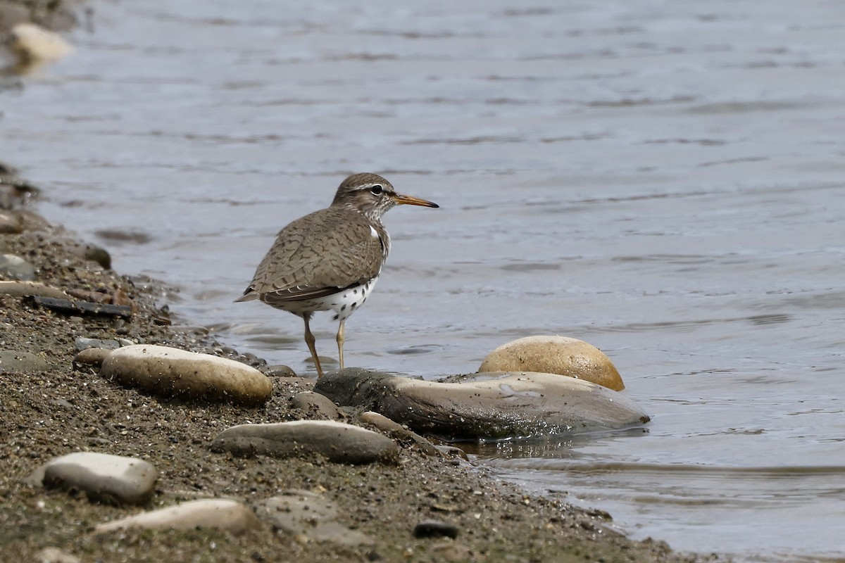 Spotted Sandpiper - John Pogacnik