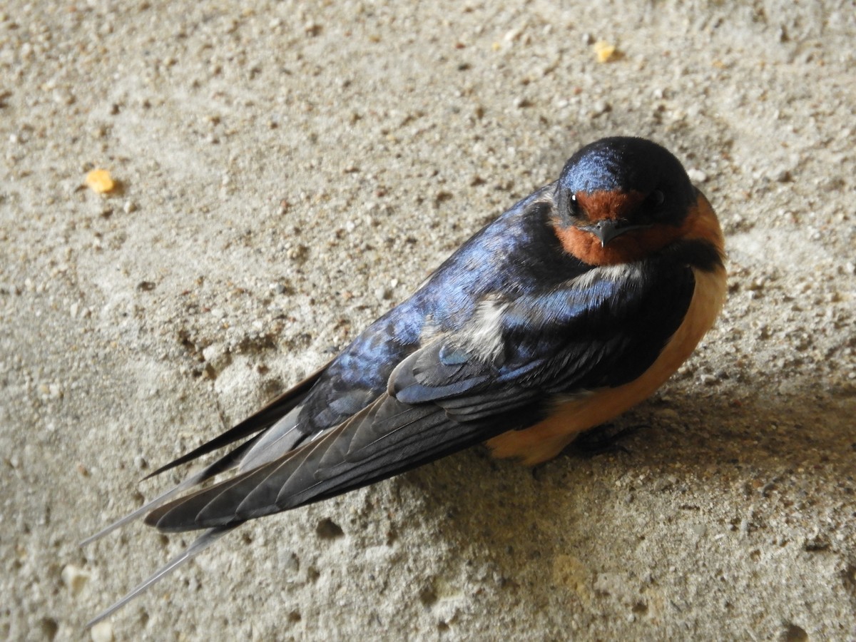 Barn Swallow - Thomas Bürgi