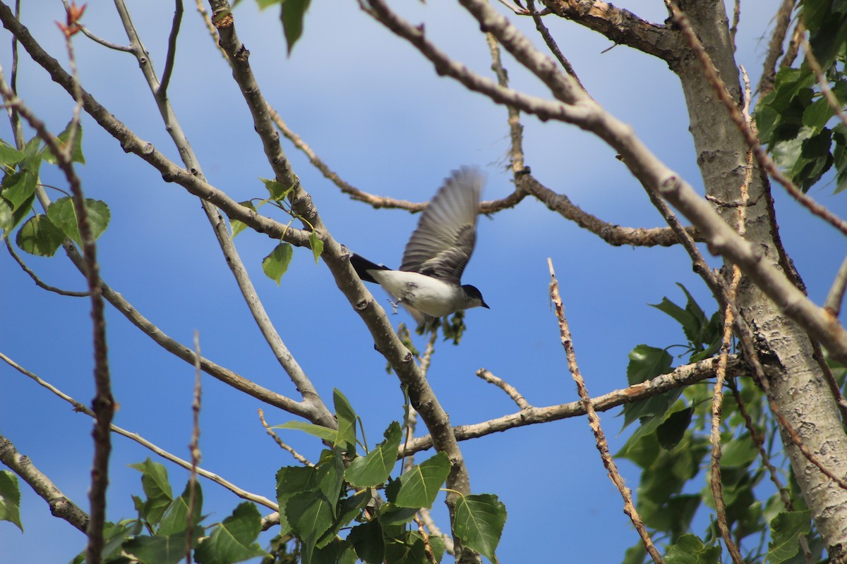 Eastern Kingbird - Rachael Falgout