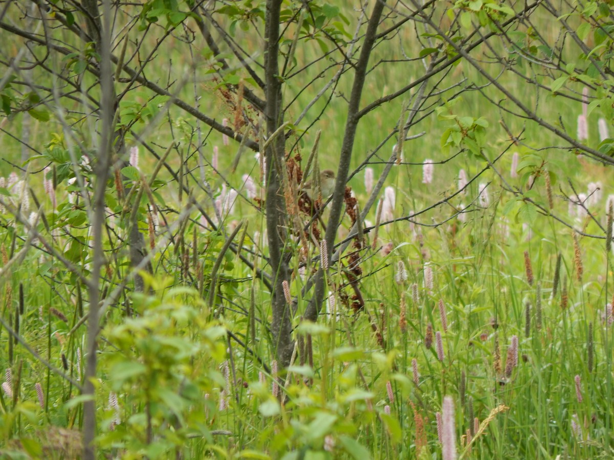 Booted Warbler - ML61959051